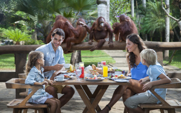 Dining With Orangutans And Riding Elephants in Bali Zoo