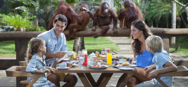 Dining With Orangutans And Riding Elephants in Bali Zoo