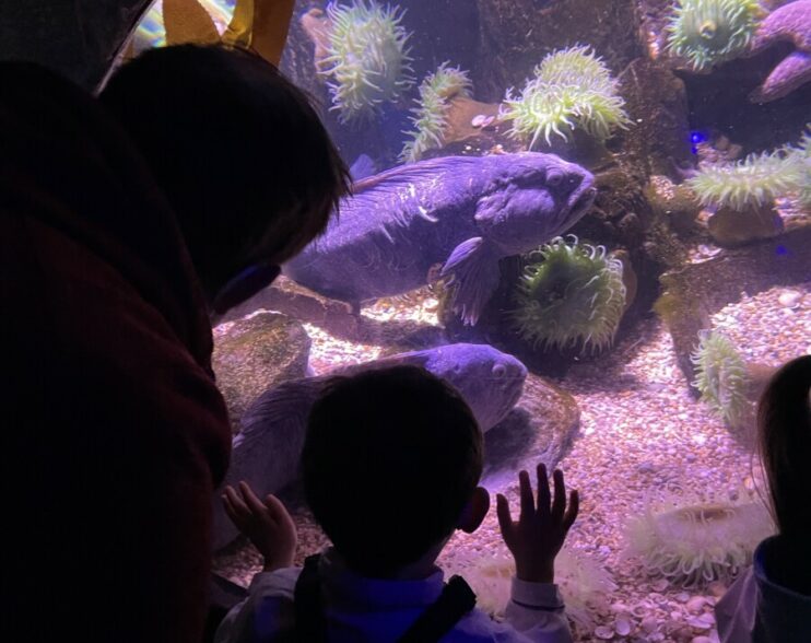 Weymouth’s Aquatic Wonderland: Family Fun at Sealife Park