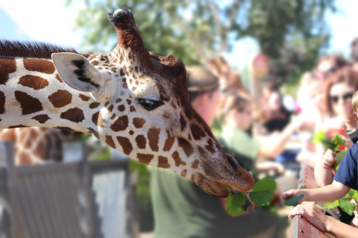 Towering Beauties: Meeting Giraffes & More at Colchester Zoo