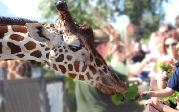 Towering Beauties: Meeting Giraffes & More at Colchester Zoo