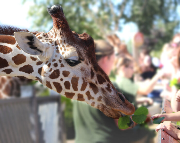 Towering Beauties: Meeting Giraffes & More at Colchester Zoo