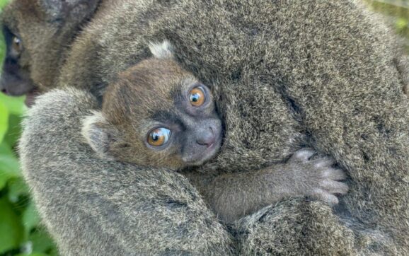 Family Fun at Cotswold Wildlife Park