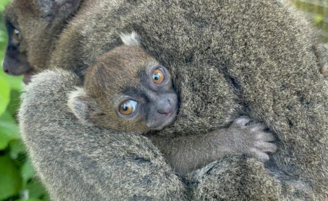 Family Fun at Cotswold Wildlife Park