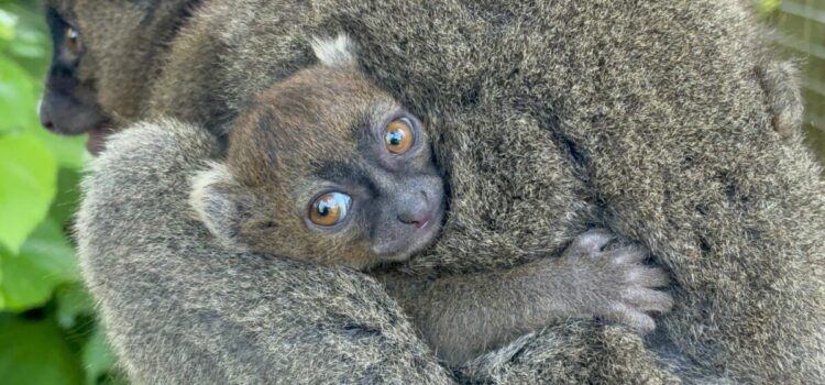 Family Fun at Cotswold Wildlife Park