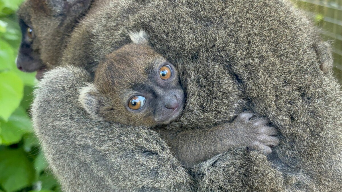 Family Fun at Cotswold Wildlife Park